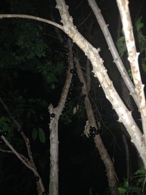 Savraw Local Farm Box