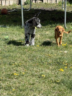 Paris Puppies Paradise