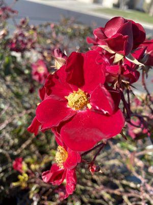 Chadwick Square Park