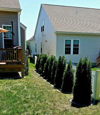 Arborvitae that we asked Ideal Irrigation to install for us last week. Terrific job !