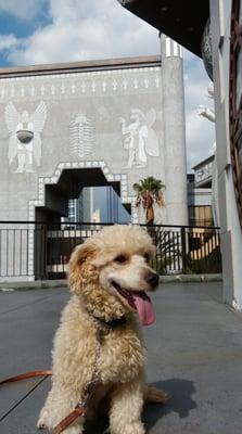 Superior K9 Training Solutions