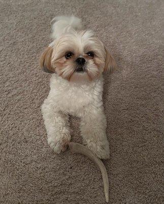 Champions Premier Dog Parlor