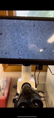 Westside Veterinary Hospital