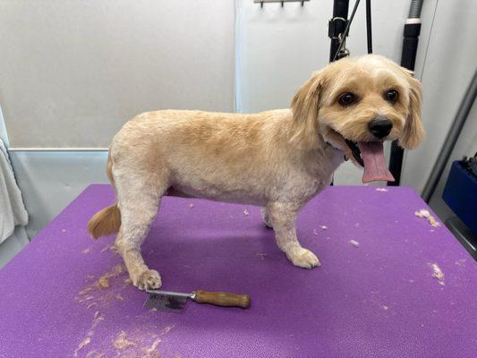 Marks Mobile Dog Salon