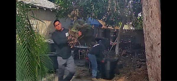 Sanchez Tree Service