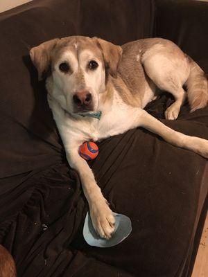 Mountain Veterinary Clinic LLC