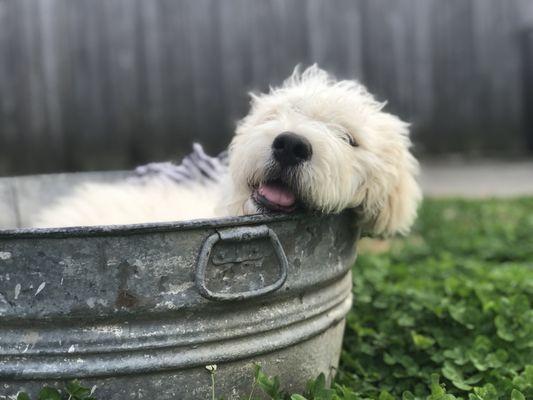 WaterDog Pool and Spa Services