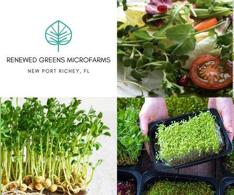 Renewed Greens Microfarm