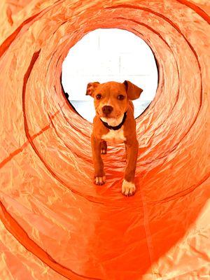Pongo explores the tunnel