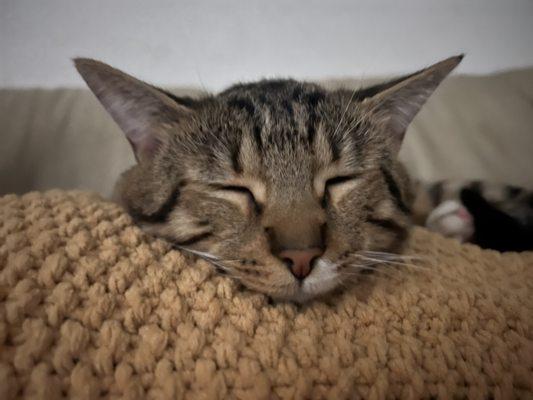 Enjoy this picture of my cat