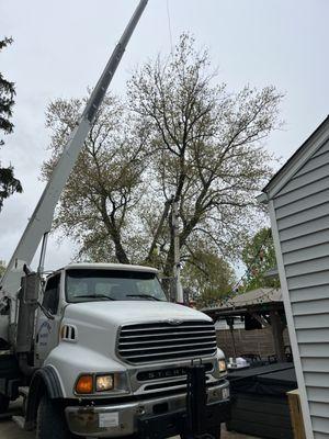 Hammon Inc Tree Services