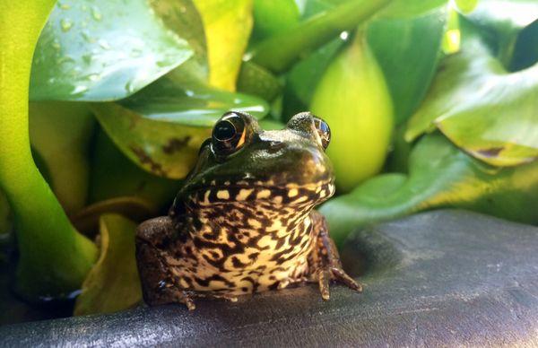 Four Seasons Nursery