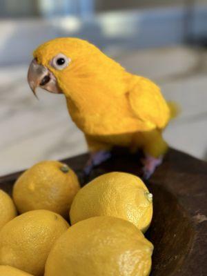 Avian & Exotic Animal Hospital