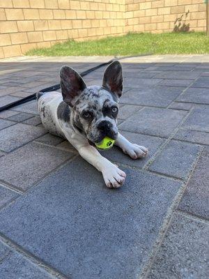 Marcelo Construction