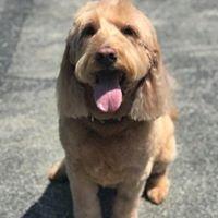 Fur Kids Dog Grooming