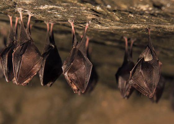 Got Bats?
Hire us today for bat control services in central Iowa
