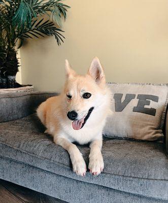 Em's Pet Grooming & Boarding