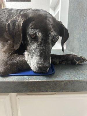 Country Friends Veterinary Clinic PC