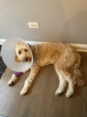 Emergency Veterinary Service Ltd