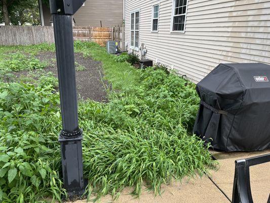 Peckhart Landscaping is a scam. This is our fresh grass yard.