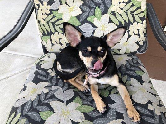 Texas Happy Dog Walkers