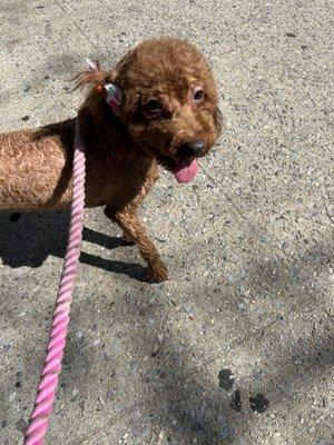 My Pup after a Lavish Spa Day