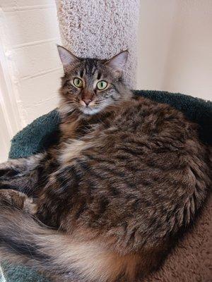 Homeless Cat Network