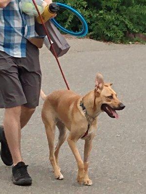 "Archer" running in park