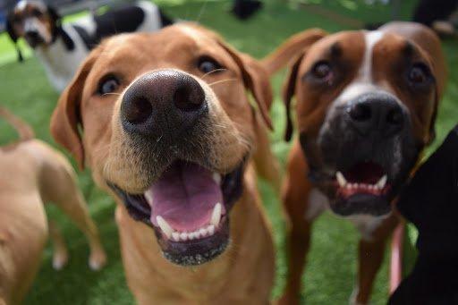 Ruff Housing Kennels