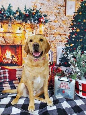 Aimee's Grooming Boutique