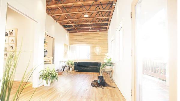 Malibu Vet Clinic on Point Dume, finishes renovations of lobby. Welcome!