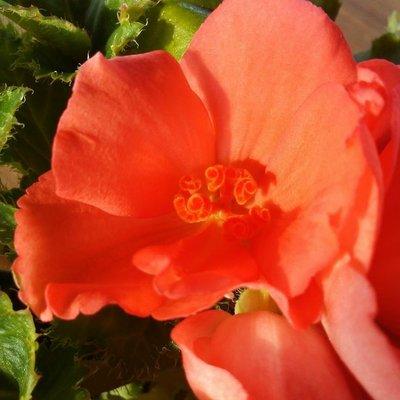 Tammy's Flower Garden