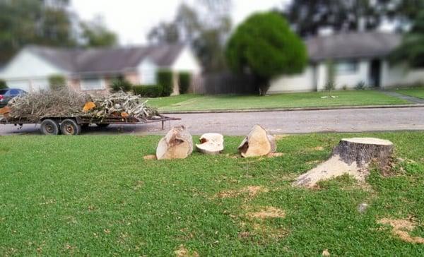 Texas Best Tree Service