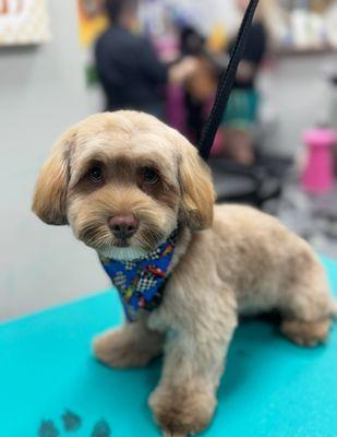 Groovy Grooming