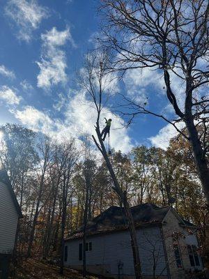 Mc Campbell's Tree Service