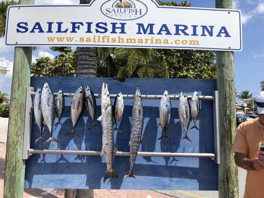 wahoo barracuda tuna