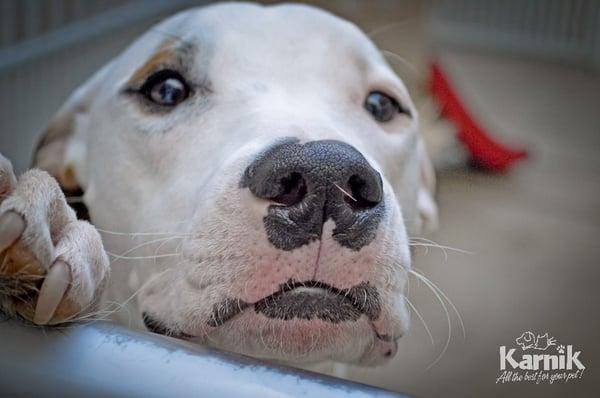 Karnik Pet Lodge at Maple Village