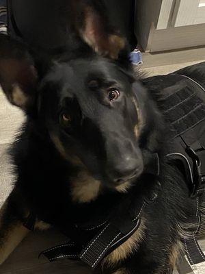 Humane Society of Northwest Ind