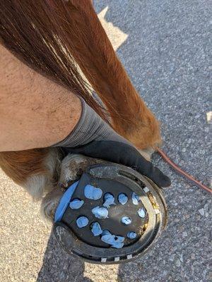 Lucky Shoe Farrier