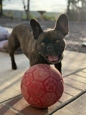 Torrey Hills Pet Hospital