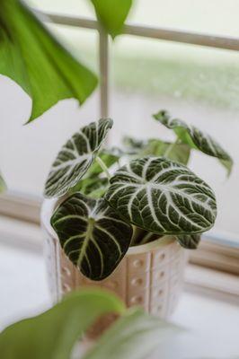 Pepper Greenhouses
