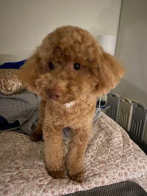 Molly is ready for bed after a nice day of grooming. Thank you, Chika!