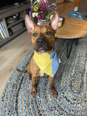 City Dogs - Cleveland