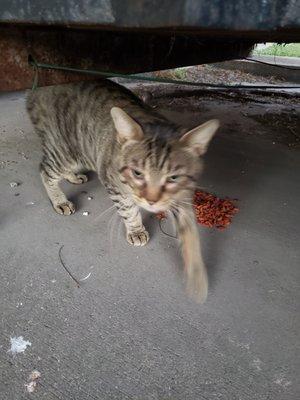 MALE TIGER STRIPED CAT WANDERING AT THE FOUNTAIN APARTMENTS. RESPONDS TO JACK.IF HE'S YOURS PLEASE CALL 361-549-3374.