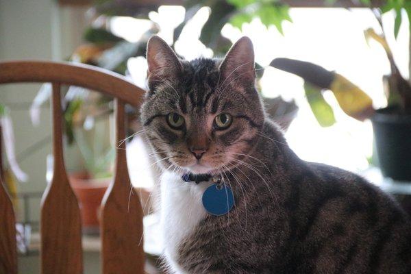 Creekside Animal Hospital