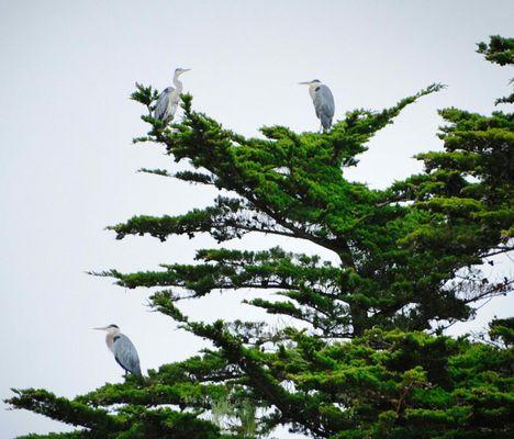 Bird Walk Coastal Access Trail
