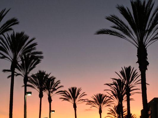 CHLOROPLAST LANDSCAPE