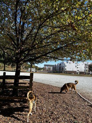 King Farm Dog Park
