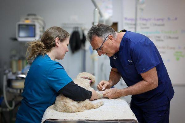 Country Veterinary Service