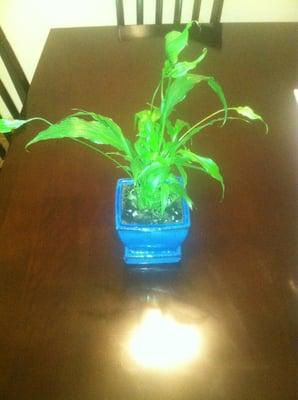 First house plant. Can't remember name though :/